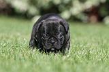 BOULEDOGUE FRANCAIS 460